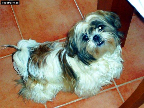 La foto del perro