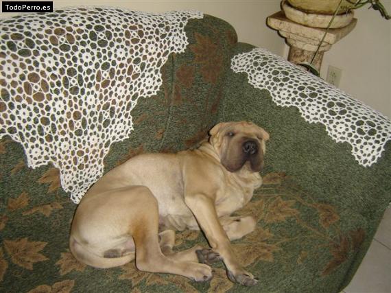 La foto del perro