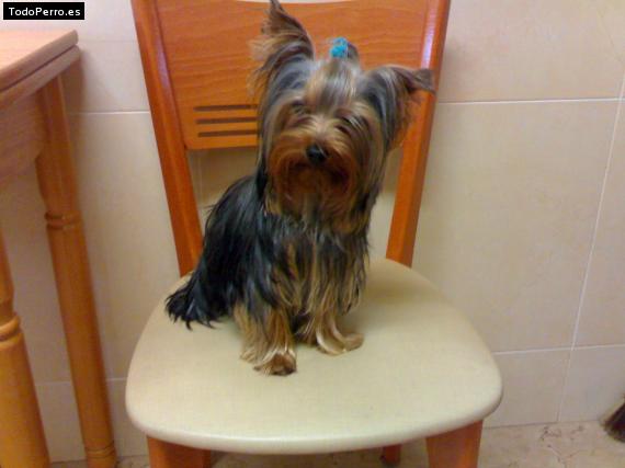 La foto del perro
