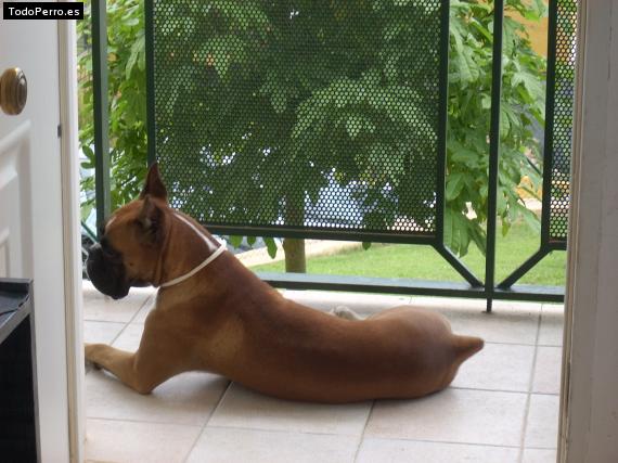 La foto del perro