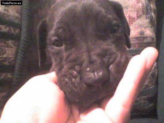 Foto del perro Scrapi