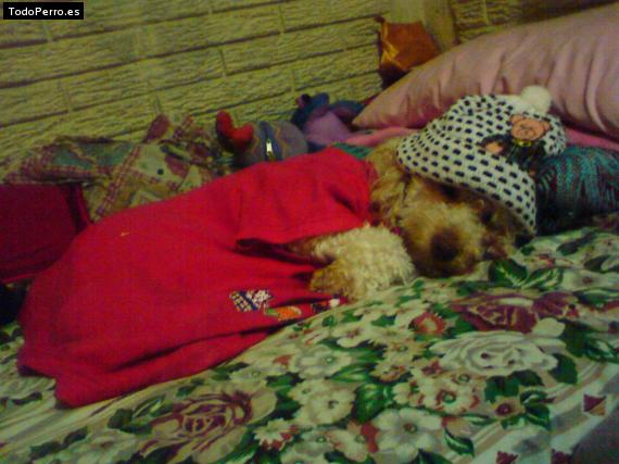 La foto del perro