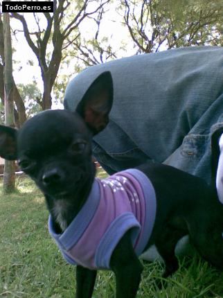 La foto del perro