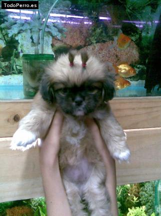 Foto del perro Ingrid talia