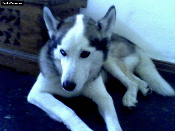 Foto del perro Odie