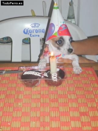 La foto del perro