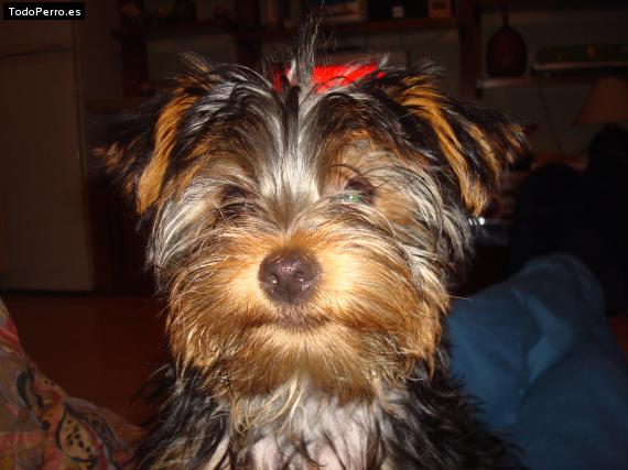 La foto del perro