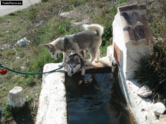 La foto del perro