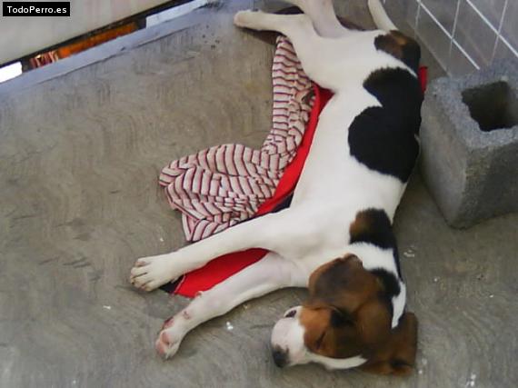 La foto del perro