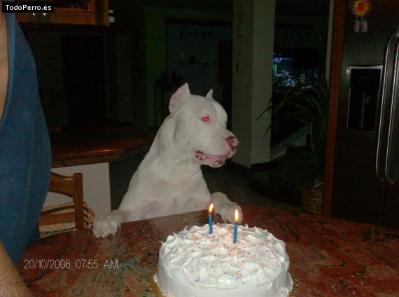 La foto del perro