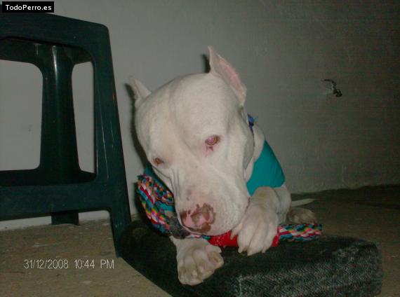 La foto del perro
