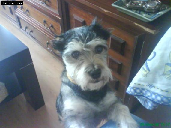 La foto del perro