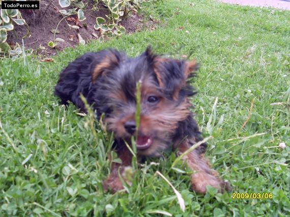 La foto del perro