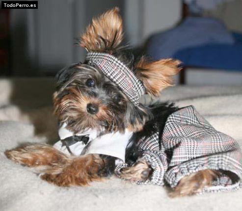 La foto del perro