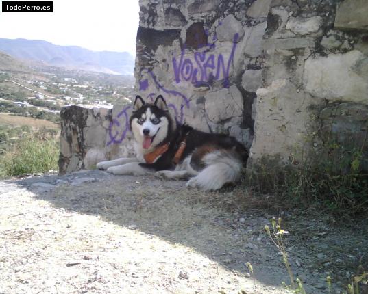 La foto del perro