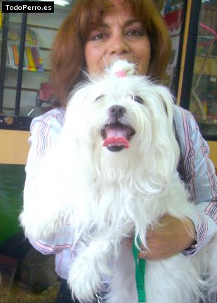La foto del perro