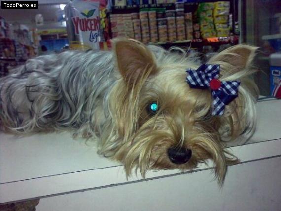La foto del perro