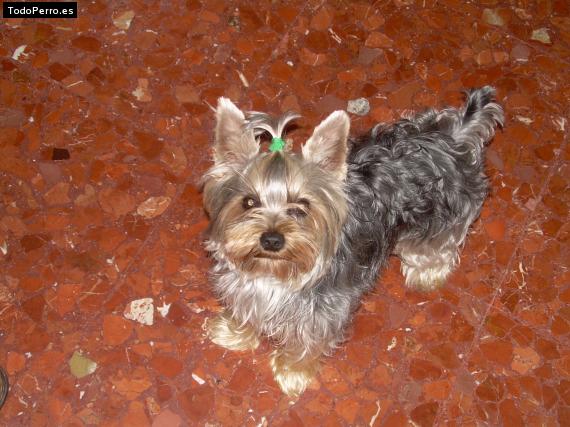 La foto del perro