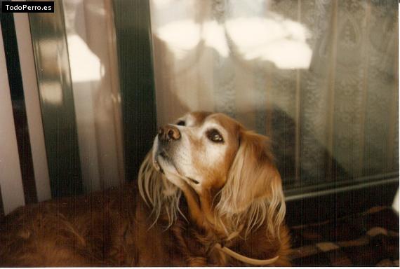 La foto del perro