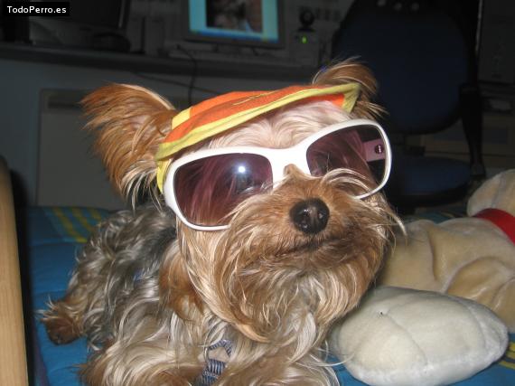 La foto del perro