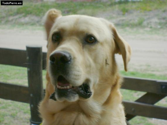 La foto del perro
