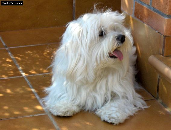 La foto del perro