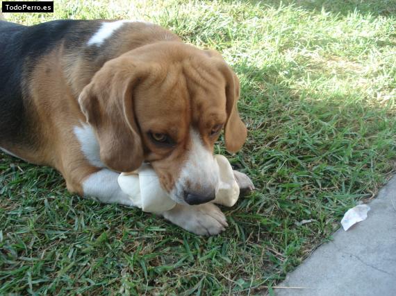 La foto del perro