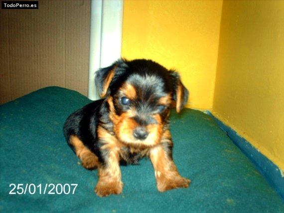 Foto del perro Romeo