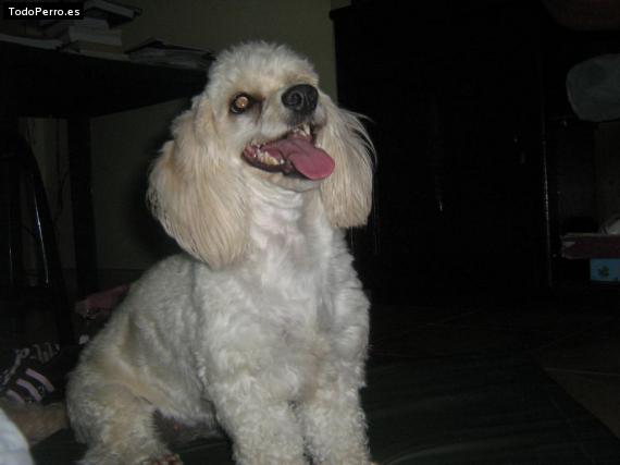 La foto del perro