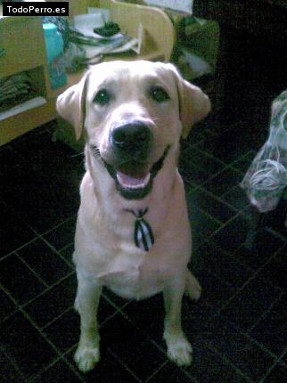 La foto del perro