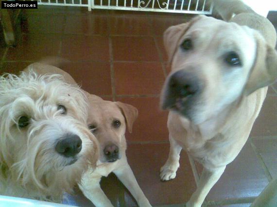 La foto del perro