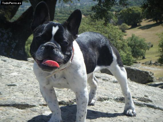 La foto del perro