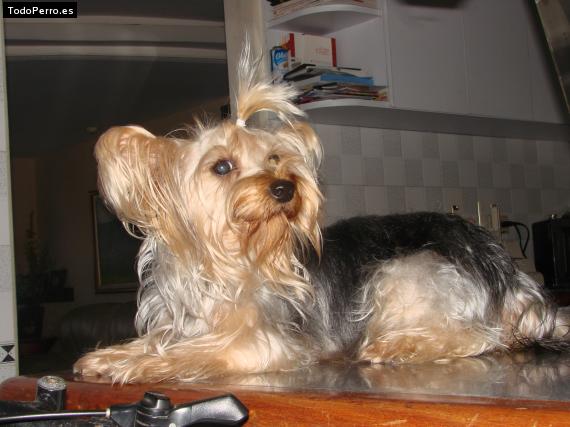 La foto del perro