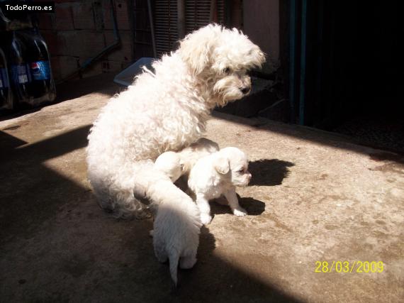 La foto del perro