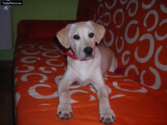La foto del perro