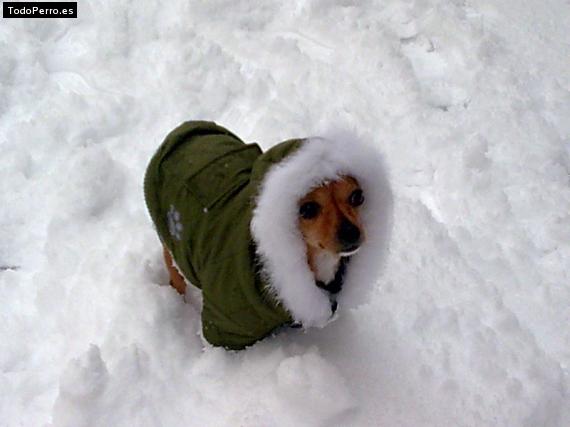 La foto del perro