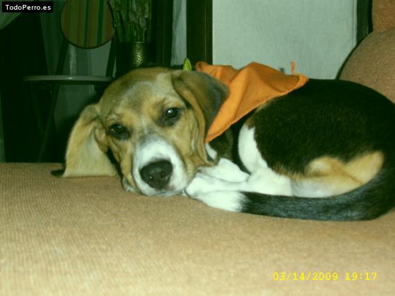 La foto del perro