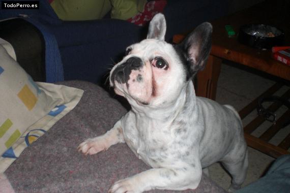 La foto del perro