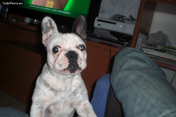 La foto del perro