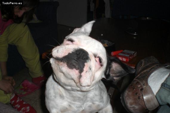 La foto del perro