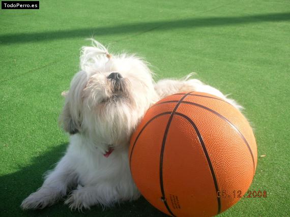 La foto del perro