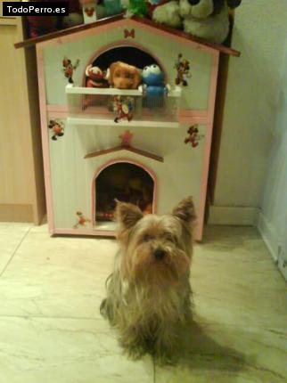 La foto del perro