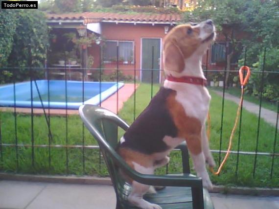 La foto del perro