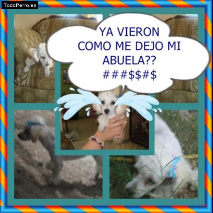 La foto del perro