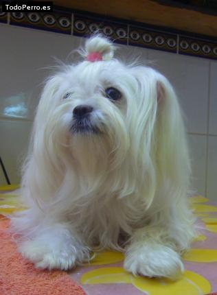 La foto del perro