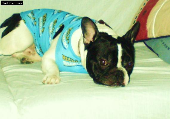 La foto del perro