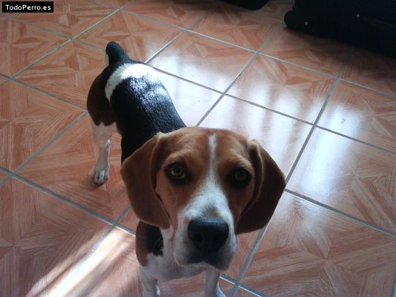 La foto del perro