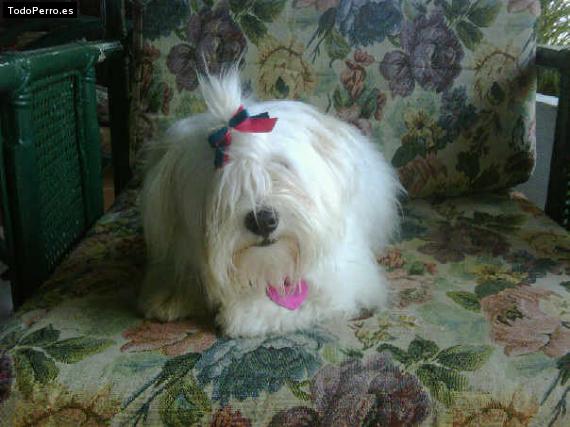 La foto del perro