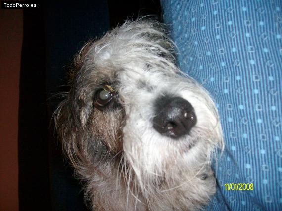 La foto del perro