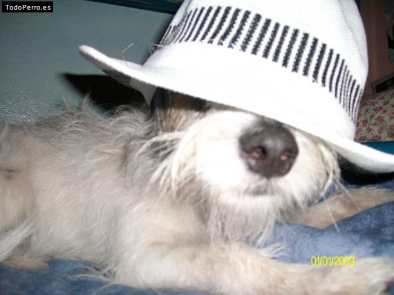 La foto del perro
